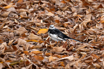 Motacilla alba lugens, known as the White Wagtail, rests on leaves in autumn.