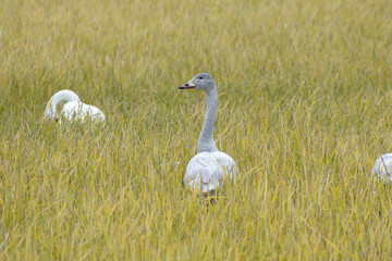 Fototapeta premium Baby Tundra Swan, Bewick's Swan (Cygnus columbianus), flew in from the north to spend the winter in the field in Japan.