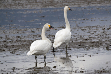 Fototapeta premium Two Tundra Swans (Cygnus columbianus) are migrating together in a field. They have flown in from the north to spend the winter.