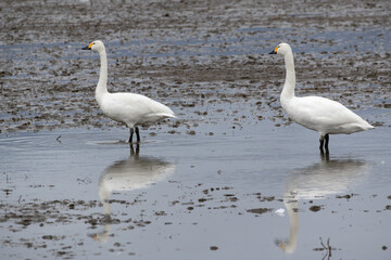 Tundra Swans (Cygnus columbianus) walking in the swamp. They came from Siberia to spend the winter in Japan.