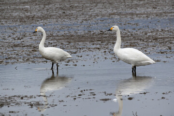 Tundra Swans (Cygnus columbianus) walking in the swamp. They came from Siberia to spend the winter in Japan.