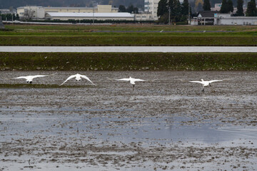 Tundra swans (Cygnus columbianus) flying away from a swamp. They came from Siberia to spend the winter in Japan.
