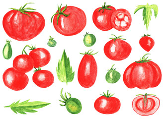 Watercolor Fresh ripe tomatoes on the branch. Hand drawn watercolor illustration isolated on white background, slice tomato, red tomato
