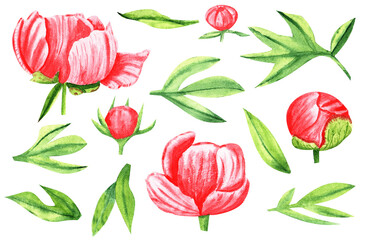 Peony pink flowers watercolor isolated on white background. Set of beautiful flower for wedding and invitation 