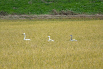 The Tundra Swan, Bewick's Swan (Cygnus columbianus), flew in from the north to spend the winter in the field in Japan. Two of the swans are adults, and one is young.