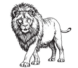Obraz premium Side view of a Lion standing, Panthera Leo, 10 years old, sketch Black and White sketch transparent white background