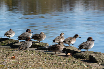 Female and male common teal resting near the pond