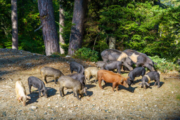 Family pigs in the Forest d'Aitone, Corsica island, France