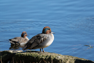 Male Common Teal on the rocks next to the pond. Its scientific name is Anas crecca.
