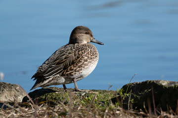 Female Common Teal on the rocks next to the pond. Its scientific name is Anas crecca.