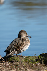 Female Common Teal on the rocks next to the pond. Its scientific name is Anas crecca.