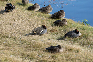 Female and male common teal resting near the pond