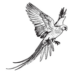 winged Macaw, Ara chloropterus, 1 year old, flying in front Hand drawn vector drawing Black and White sketch transparent background