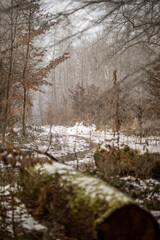 Waldweg im kalten und frostigen Winter bei Nebel