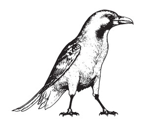 Side view of a Carrion Crow, Corvus corone, White logo icon illustration white background 