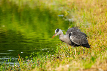 水辺のアオサギ