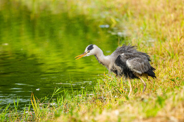 水辺のアオサギ