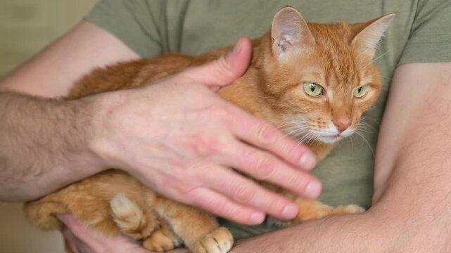 Man holding frightened ginger cat in his arms and gently stroking it. Friendship of pets with humans.