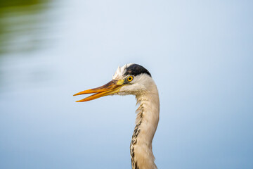 水辺のアオサギ