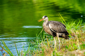 水辺のアオサギ