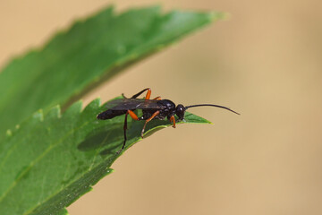 Male Ichneumon wasp. Eurylabus torvus or the similar Eurylabus tristis. Family Ichneumonidae. On a wet leaf. Summer, Dutch garden, June. Side view. 