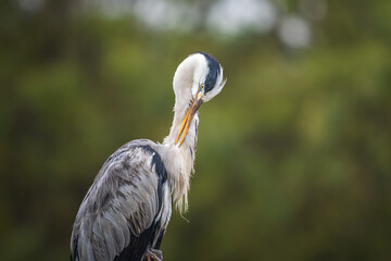 アオサギのアップ