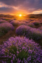 Fototapeta premium Lavender flower field bathed in golden sunset hues with dreamy bokeh effect and soft shadows highlighting the blooms