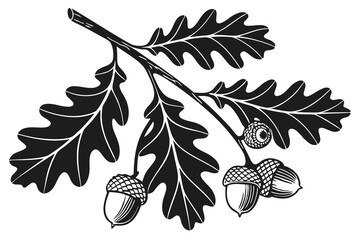 black color line art Oak Tree leaves with acorns white background B.eps © farzana