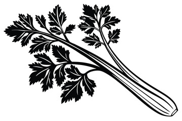 Celery Apium graveolens  silhouette, black and white, white background E.eps