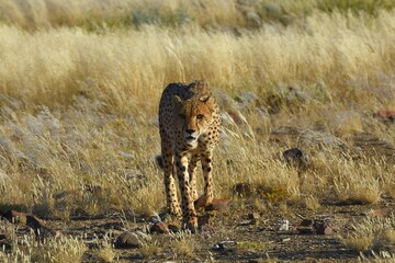 Gepard (Acinonyx jubatus) in der Savanne in Namibia.  © anni94