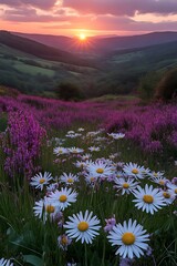 Fototapeta premium Mountain sunset daisies wildflowers landscape