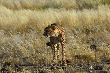 Gepard (Acinonyx jubatus) in der Savanne in Namibia.  © anni94