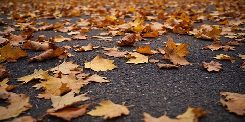 Autumn Leaves on Asphalt Road Fall Season Photography