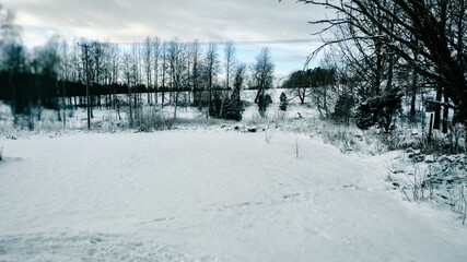 Winter landscape - frosty trees in winter forest in cold weather. Calm winter forest nature under snowfall in cloudy day

