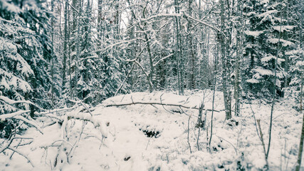 Winter landscape - frosty trees in winter forest in cold weather. Calm winter forest nature under snowfall in cloudy day

