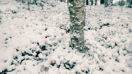 Winter landscape - frosty trees in winter forest in cold weather. Calm winter forest nature under snowfall in cloudy day

