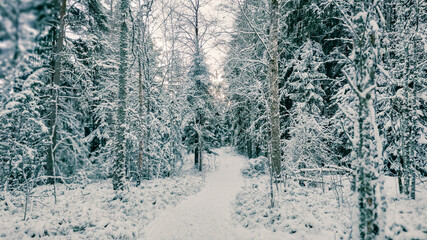 Winter landscape - frosty trees in winter forest in cold weather. Calm winter forest nature under snowfall in cloudy day

