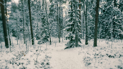 Winter landscape - frosty trees in winter forest in cold weather. Calm winter forest nature under snowfall in cloudy day

