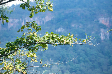 Tree branch with mountain range behind