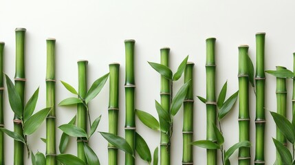 Fototapeta premium Lush green bamboo stems with vibrant leaves arranged aesthetically on a clean white background