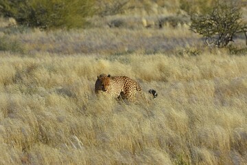 Gepard (Acinonyx jubatus) in der Savanne in Namibia.  © anni94