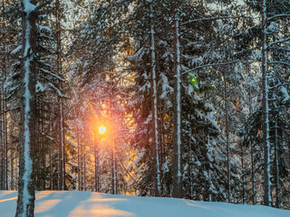 Warm sunlight filters through snow-covered pine trees, creating a magical winter wonderland scene...