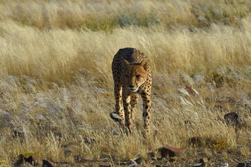 Gepard (Acinonyx jubatus) in der Savanne in Namibia.  © anni94