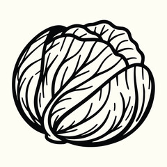 Fresh Cabbage Vegetable Line Art Illustration