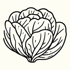 Fresh Cabbage Vegetable Line Art Illustration