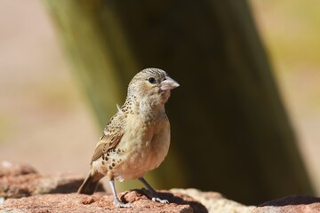 Fototapeta premium Siedelwebervogel (philetarius socius) in der Namib