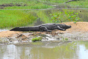 Amazing Wild Life of Sri Lanka