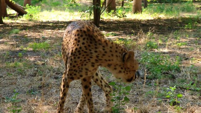 Cheetah, its scientific name is Acinonyx jubatus 