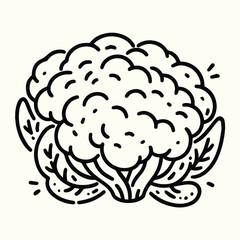 Cauliflower Line Art Illustration