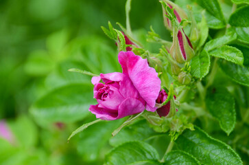 Bush of pink peony flowers in the garden. Blooming pink peony